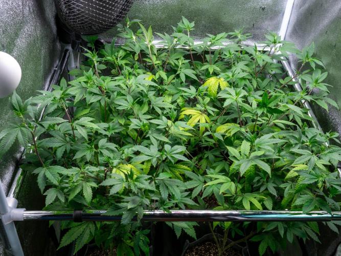 Ayahuasca Purple 3rd and final run. Week 7 - 2026/06/17
