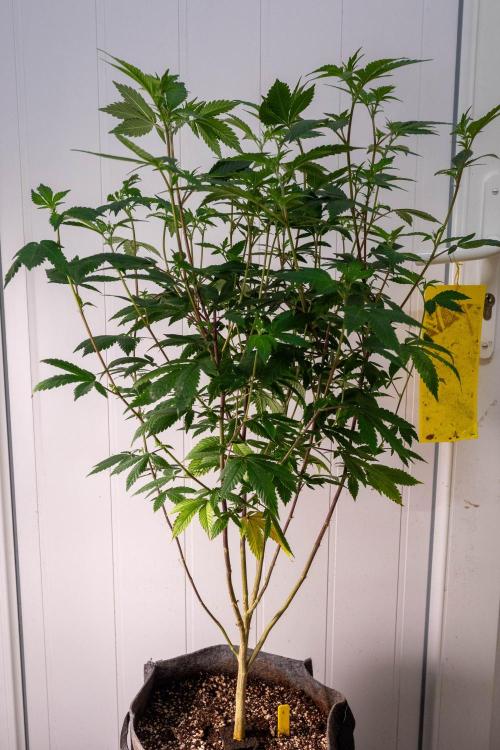 Ayahuasca Purple 3rd and final run. Week 8 - 2026/06/24: #1