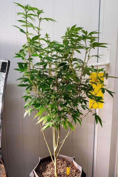 Ayahuasca Purple 3rd and final run. Week 8 - 2026/06/24: #3