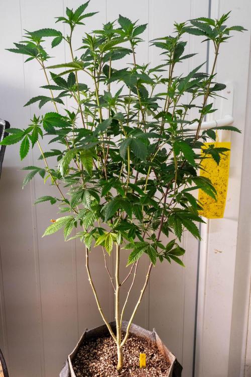 Ayahuasca Purple 3rd and final run. Week 8 - 2026/06/24: #2
