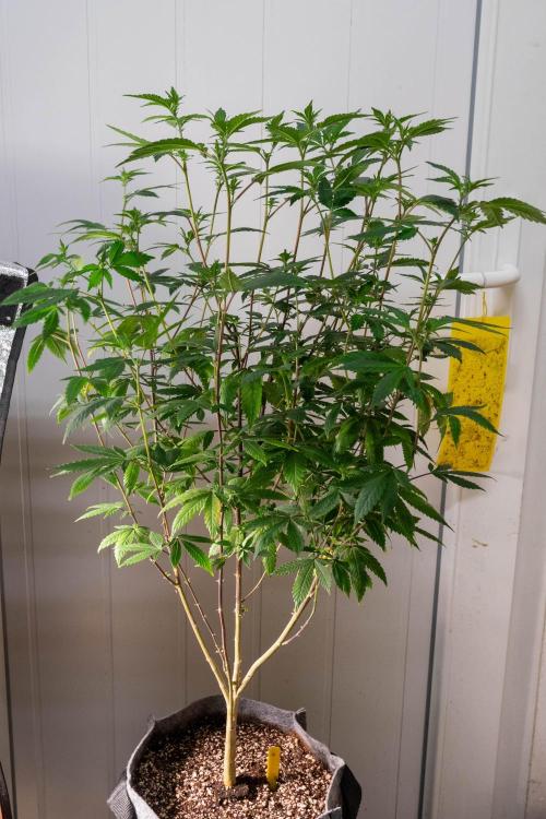 Ayahuasca Purple 3rd and final run. Week 8 - 2026/06/24: #4