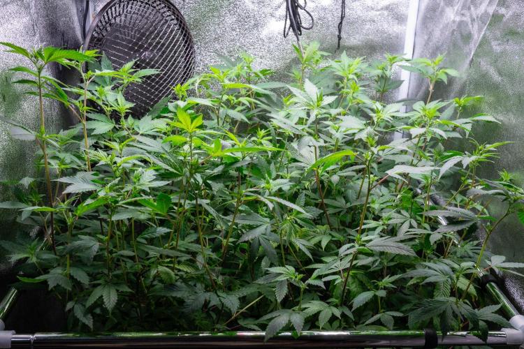 Ayahuasca Purple. Week 8