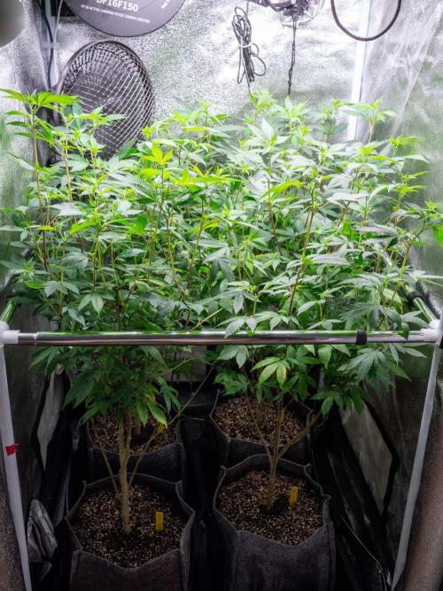 Ayahuasca Purple 3rd and final run. Week 8 - 2026/06/24