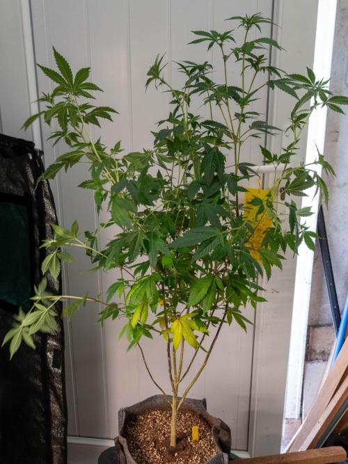 Ayahuasca Purple 3rd and final run. Week 9 - 2026/06/29