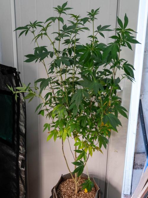 Ayahuasca Purple 3rd and final run. Week 9 - 2026/06/29