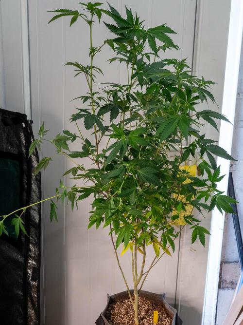 Ayahuasca Purple 3rd and final run. Week 9 - 2026/06/29