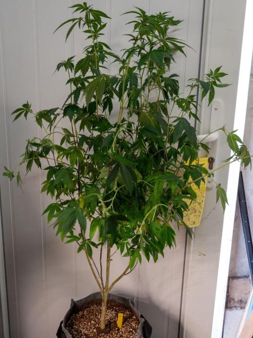 Ayahuasca Purple 3rd and final run. Week 9 - 2026/06/29