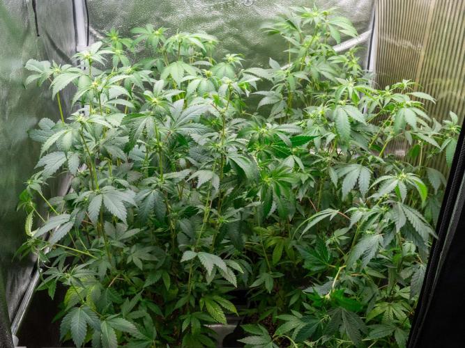 Ayahuasca Purple 3rd and final run. Week 9 - 2026/06/29