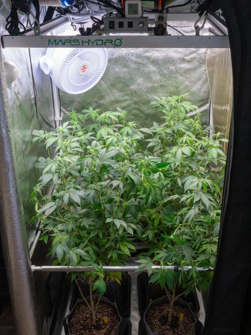 Ayahuasca Purple 3rd and final run. Week 9 - 2026/06/29