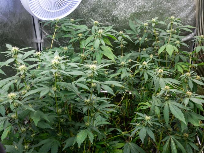 Ayahuasca Purple. Week 10