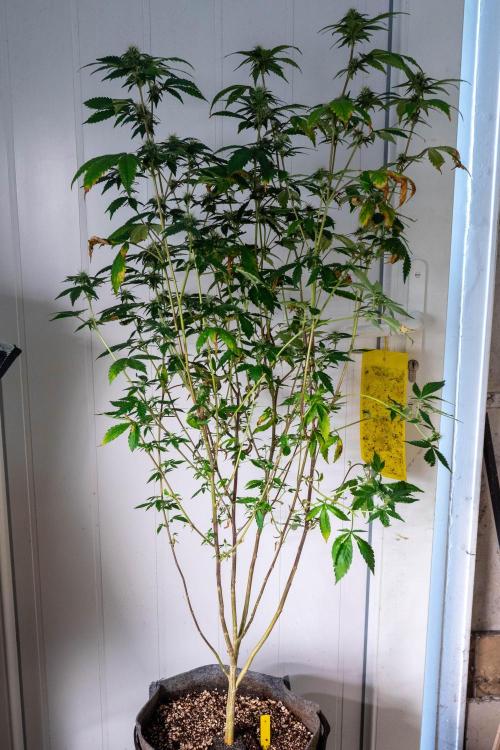 Ayahuasca Purple 3rd and final run. Week 11 - 2026/07/17: #1