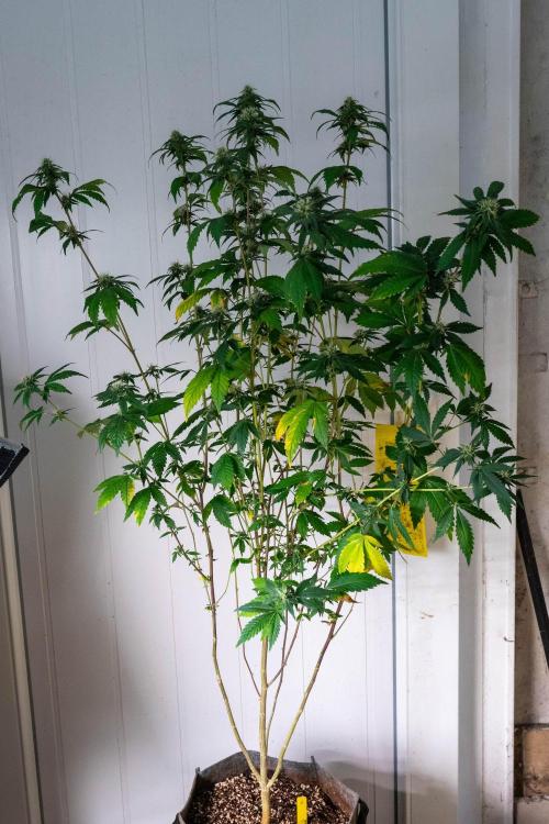 Ayahuasca Purple 3rd and final run. Week 11 - 2026/07/17: #2