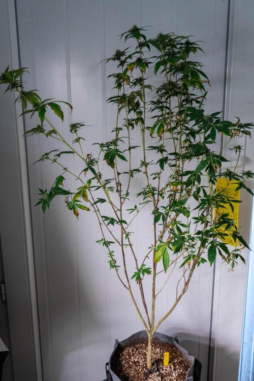 Ayahuasca Purple 3rd and final run. Week 11 - 2026/07/17: #4