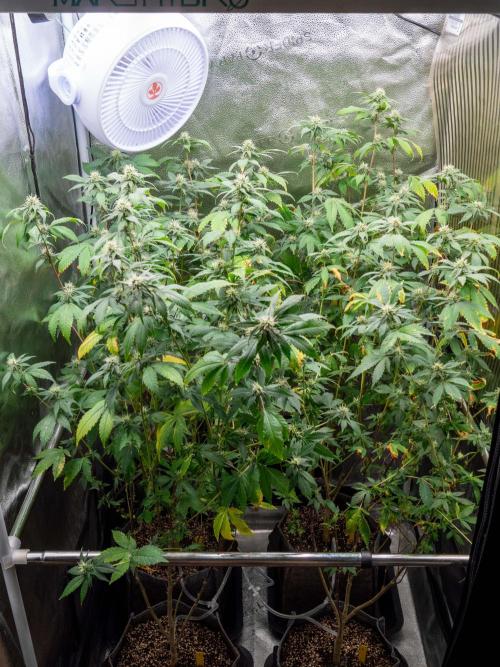 Ayahuasca Purple 3rd and final run. Week 11 - 2026/07/17