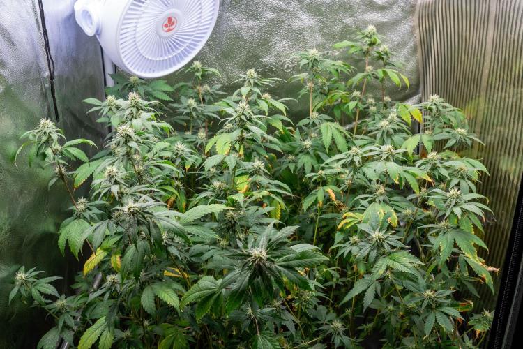 Ayahuasca Purple 3rd and final run. Week 11 - 2026/07/17