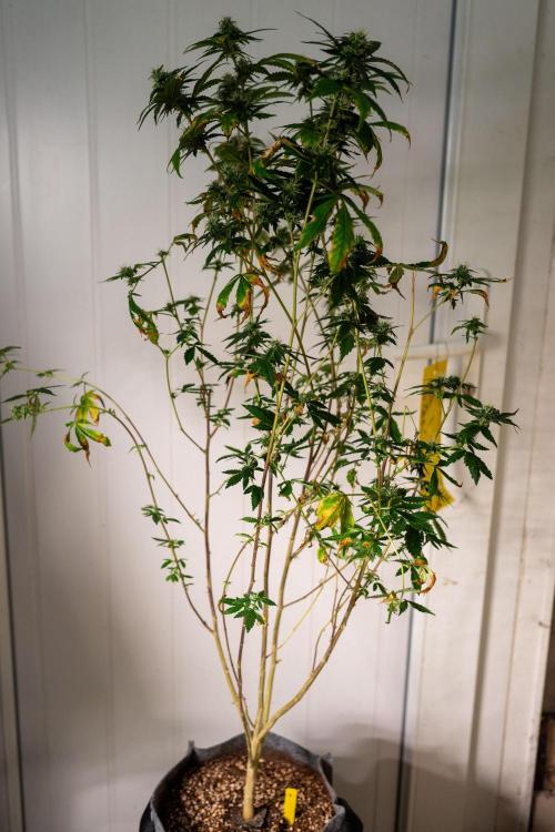 Ayahuasca Purple 3rd and final run. Week 12 - 2026/07/23: #04