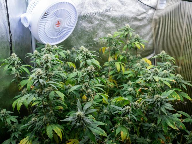 Ayahuasca Purple 3rd and final run. Week 12 - 2026/07/23