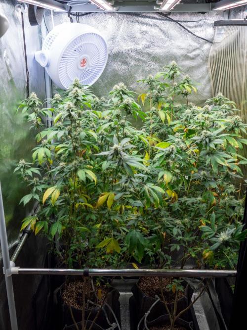 Ayahuasca Purple. Week 12