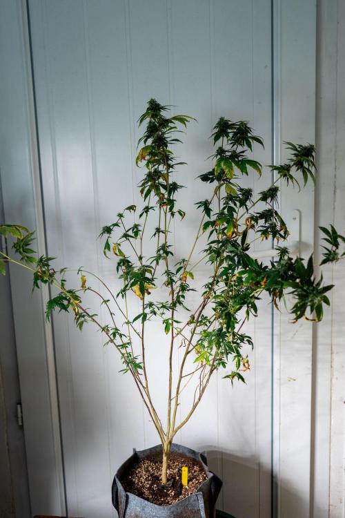 Ayahuasca Purple 3rd and final run. Week 13 - 2026/07/29: #4