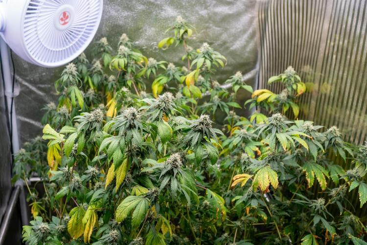 Ayahuasca Purple 3rd and final run. Week 13 - 2026/07/29