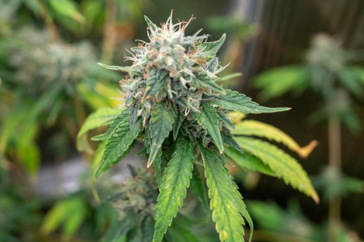 Ayahuasca Purple 3rd and final run. Week 16 - 2026/08/18