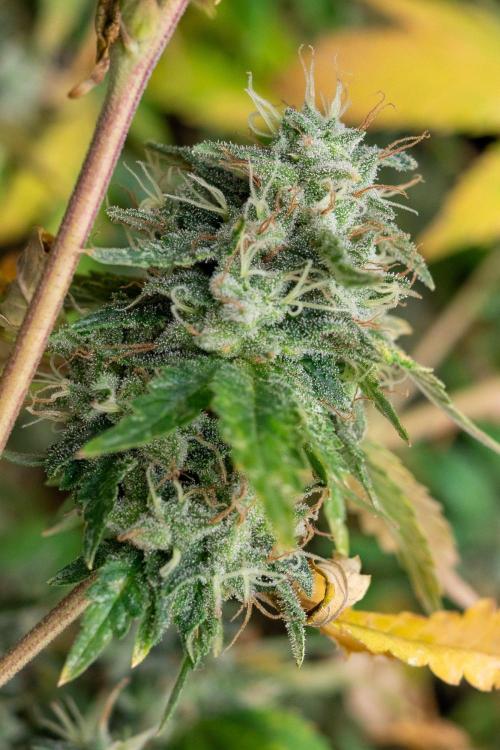 Ayahuasca Purple 3rd and final run. Week 16 - 2026/08/18
