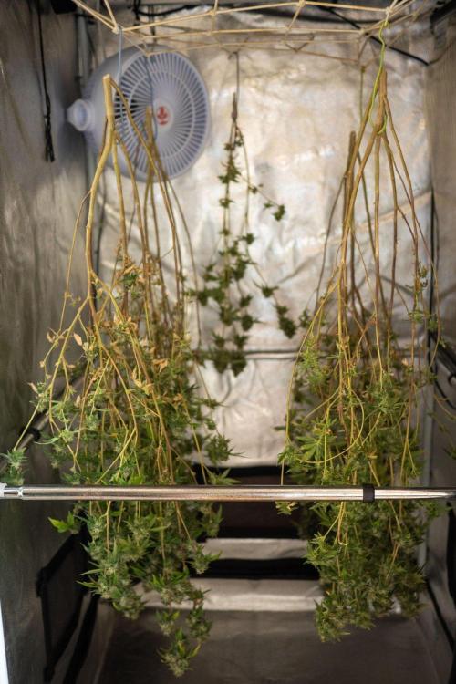 Ayahuasca Purple 3rd and final run. Week 16 - 2026/08/18