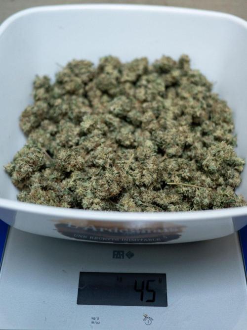 Ayahuasca Purple 3rd and final run. Week 16 - 2026/08/23: trimmed