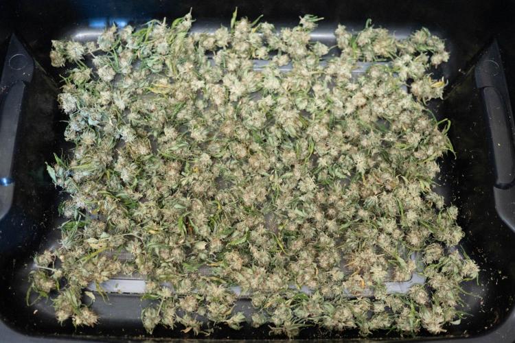 Ayahuasca Purple 3rd and final run. Week 16 - 2026/08/23: debudded
