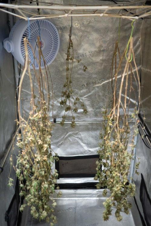 Ayahuasca Purple 3rd and final run. Week 16 - 2026/08/23: dried