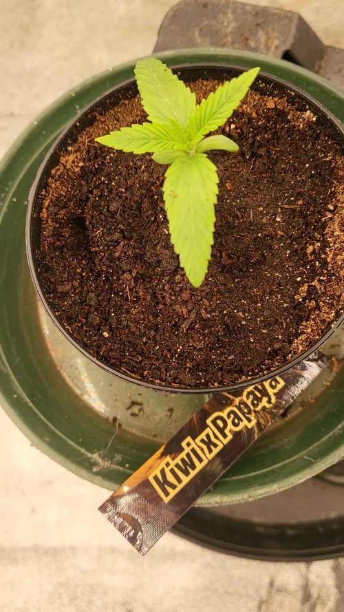 Auto fractal divine seeds + kiwi papaia