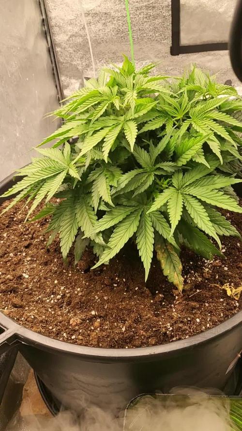 Auto fractal divine seeds + kiwi papaia