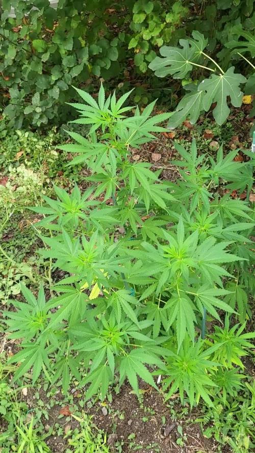 Unknow sativa