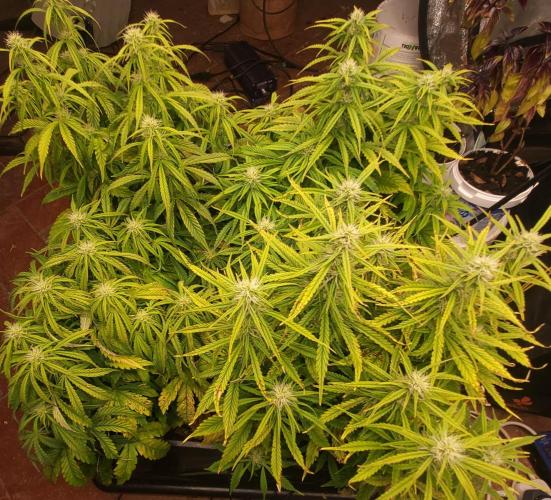 Auto fractal + auto black opium. Week 5