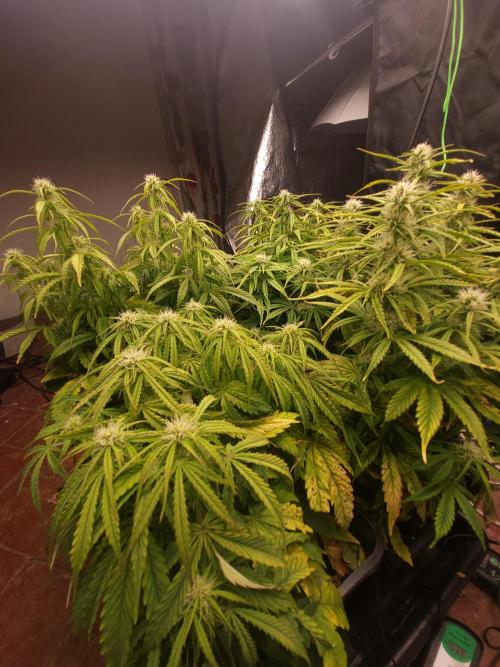 Auto fractal + auto black opium. Week 5