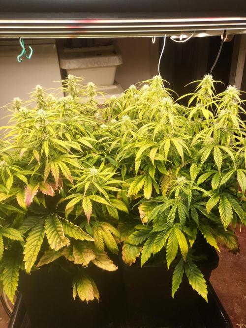 Auto fractal + auto black opium. Week 6