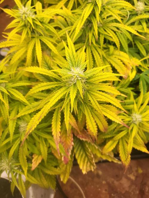 Auto fractal + auto black opium. Week 6