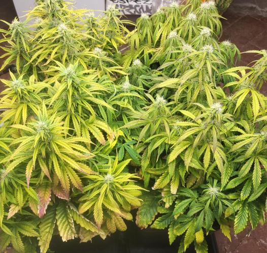 Auto fractal + auto black opium. Week 6