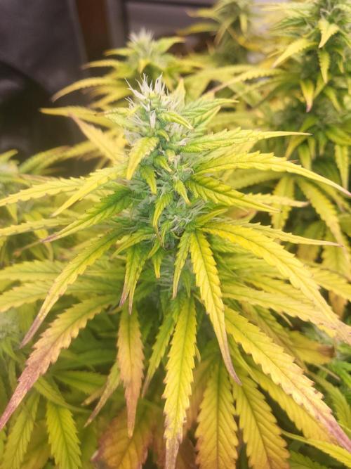 Auto fractal + auto black opium. Week 6