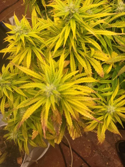 Auto fractal + auto black opium. Week 6