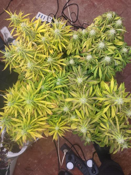 Auto fractal + auto black opium. Week 6