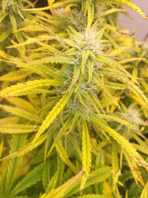 Auto fractal + auto black opium. Week 6