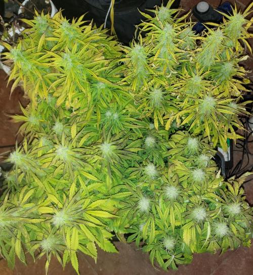 Auto fractal + auto black opium. Week 6