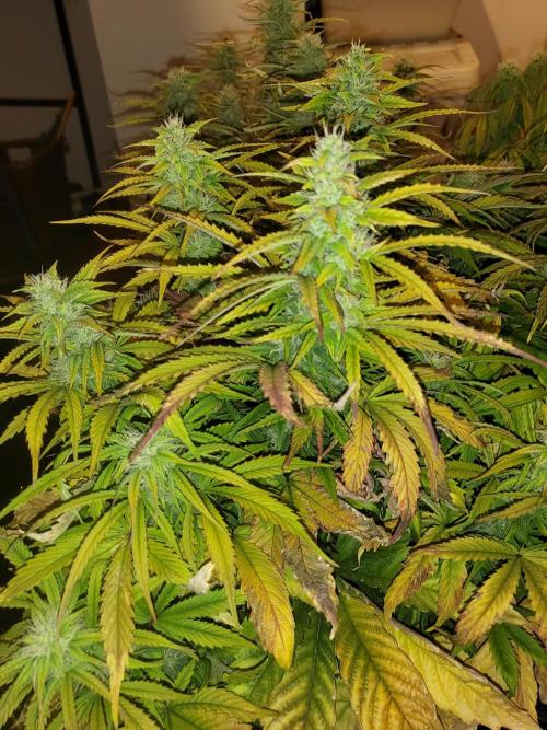 Auto fractal + auto black opium. Week 6