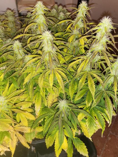 Auto fractal + auto black opium. Week 6