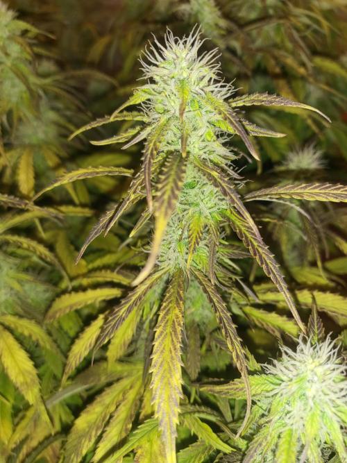 Auto fractal + auto black opium. Week 6