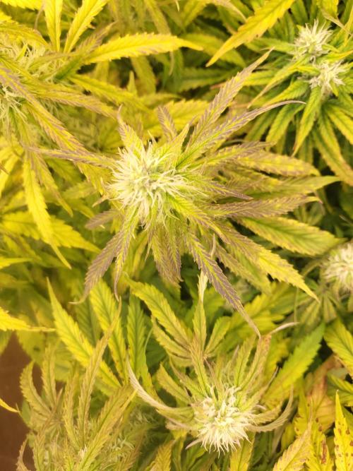 Auto fractal + auto black opium. Week 6