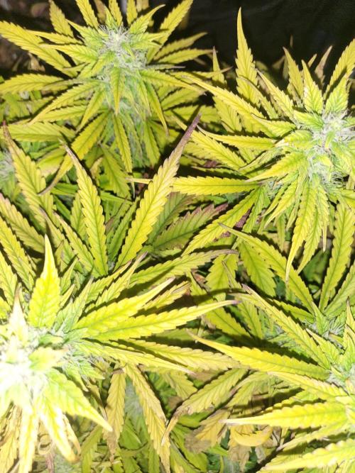 Auto fractal + auto black opium. Week 6