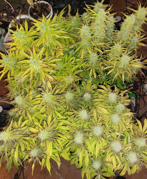 Auto fractal + auto black opium. Week 6