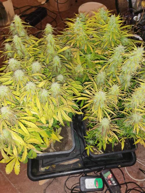 Auto fractal + auto black opium. Week 6